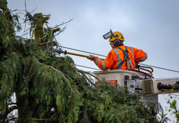 Best Tree and Shrub Care  in Bridge City, TX