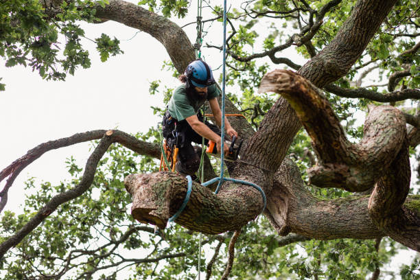 Reliable Bridge City, TX Tree Care Solutions