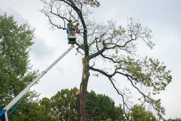 Best Fruit Tree Pruning  in Bridge City, TX